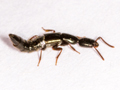 Xantholinus longiventris